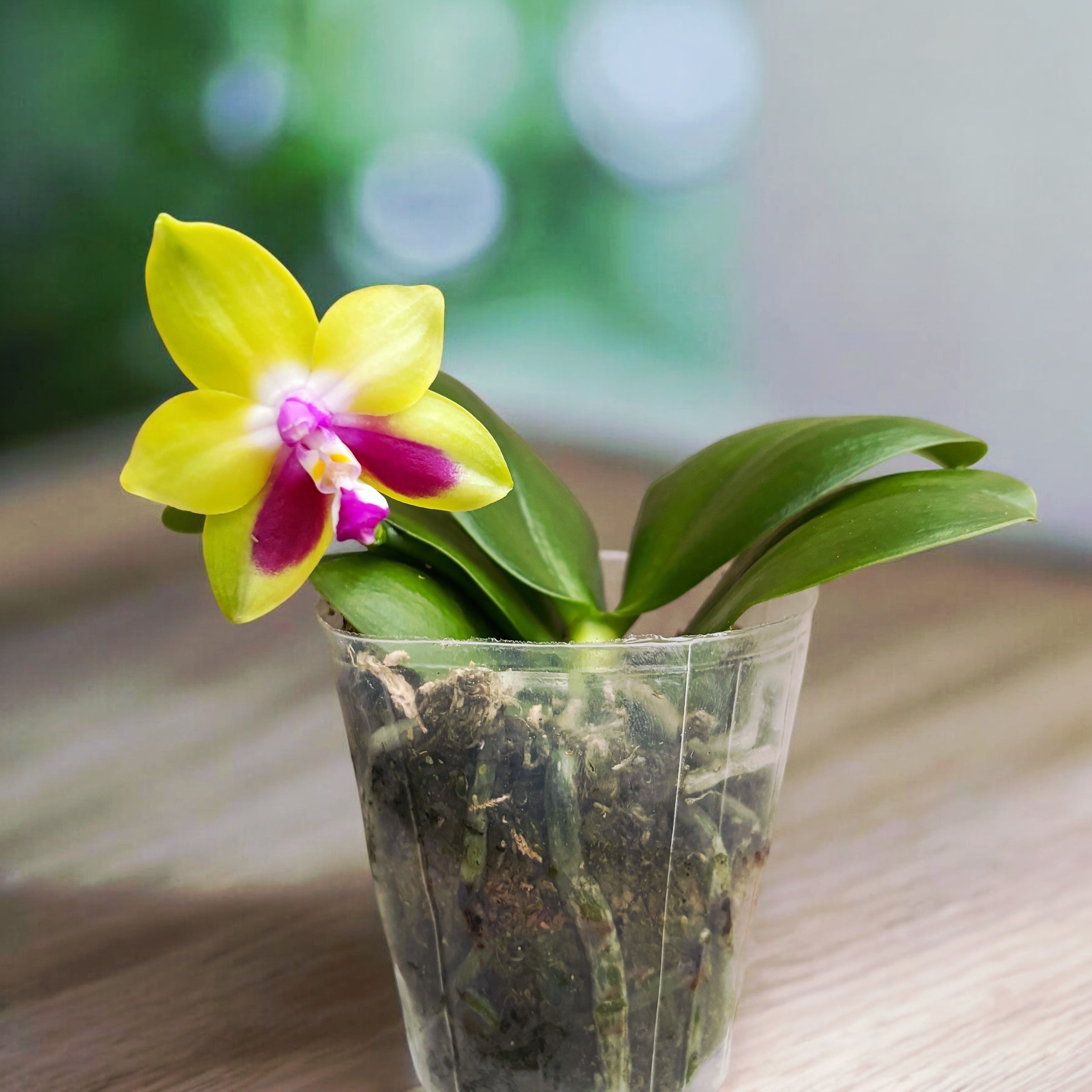 Phalaenopsis KS Happy Eagle - parfumat