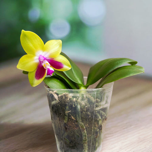 Phalaenopsis KS Happy Eagle - doftande