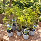 Acer palmatum 'Seiryu'