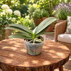 Phalaenopsis Memoria Val Rettig (peloric) - silver leaves