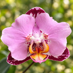 Phalaenopsis Fangmei Black Piano (peloric)