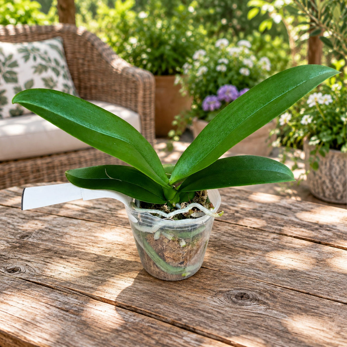 Phalaenopsis I-Hsin Spot Leopard (peloric)
