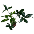 Philodendron goeldii 'Fun Bun' (Thaumatophyllum spruceanum) D19 2db