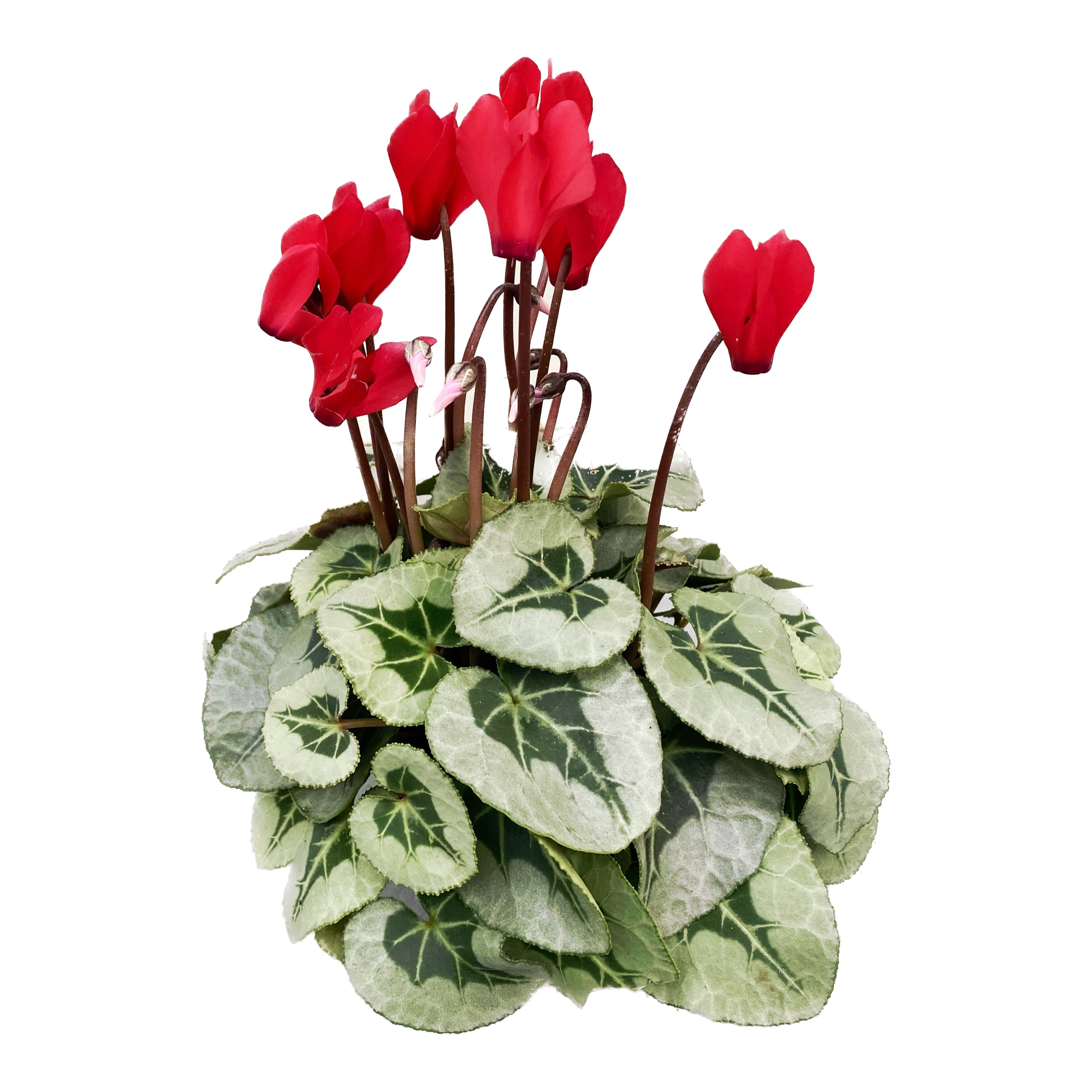 Cyclamen Picasso mix