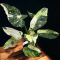 Philodendron Jose Buono (PJB03 - unicat)