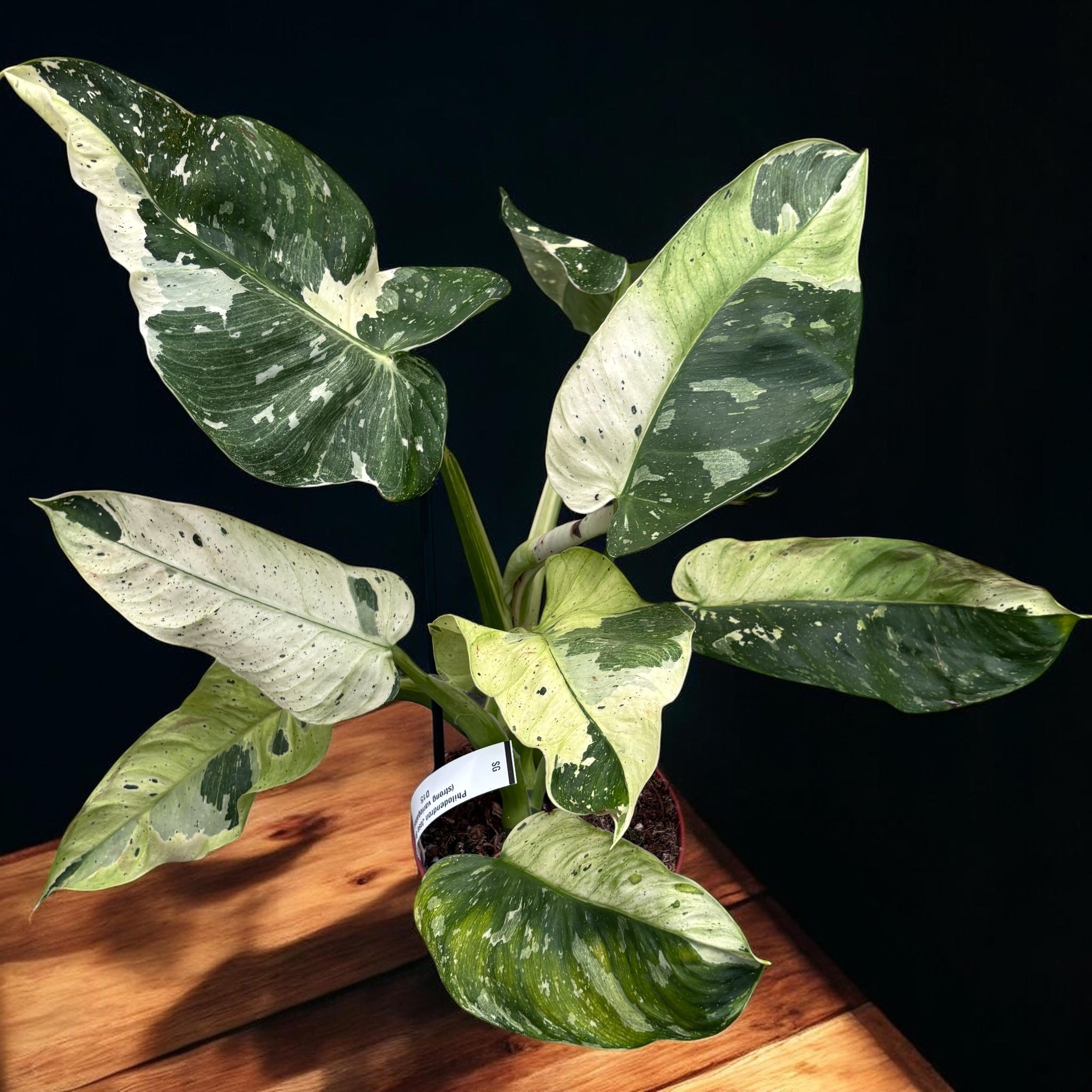 Philodendron Jose Buono (PJB03 - unicat)