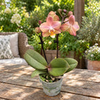 Phalaenopsis Aromio Powdery (Aromio Honey) - flores intensamente perfumadas D7 - miniatura