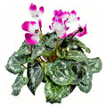 Cyclamen Indiaka