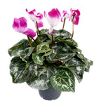 Cyclamen Indiaka