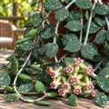 Hoya curtisii (Taiwan) - ausgewachsene Exemplare