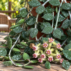 Hoya curtisii (Taiwan) - ausgewachsene Exemplare