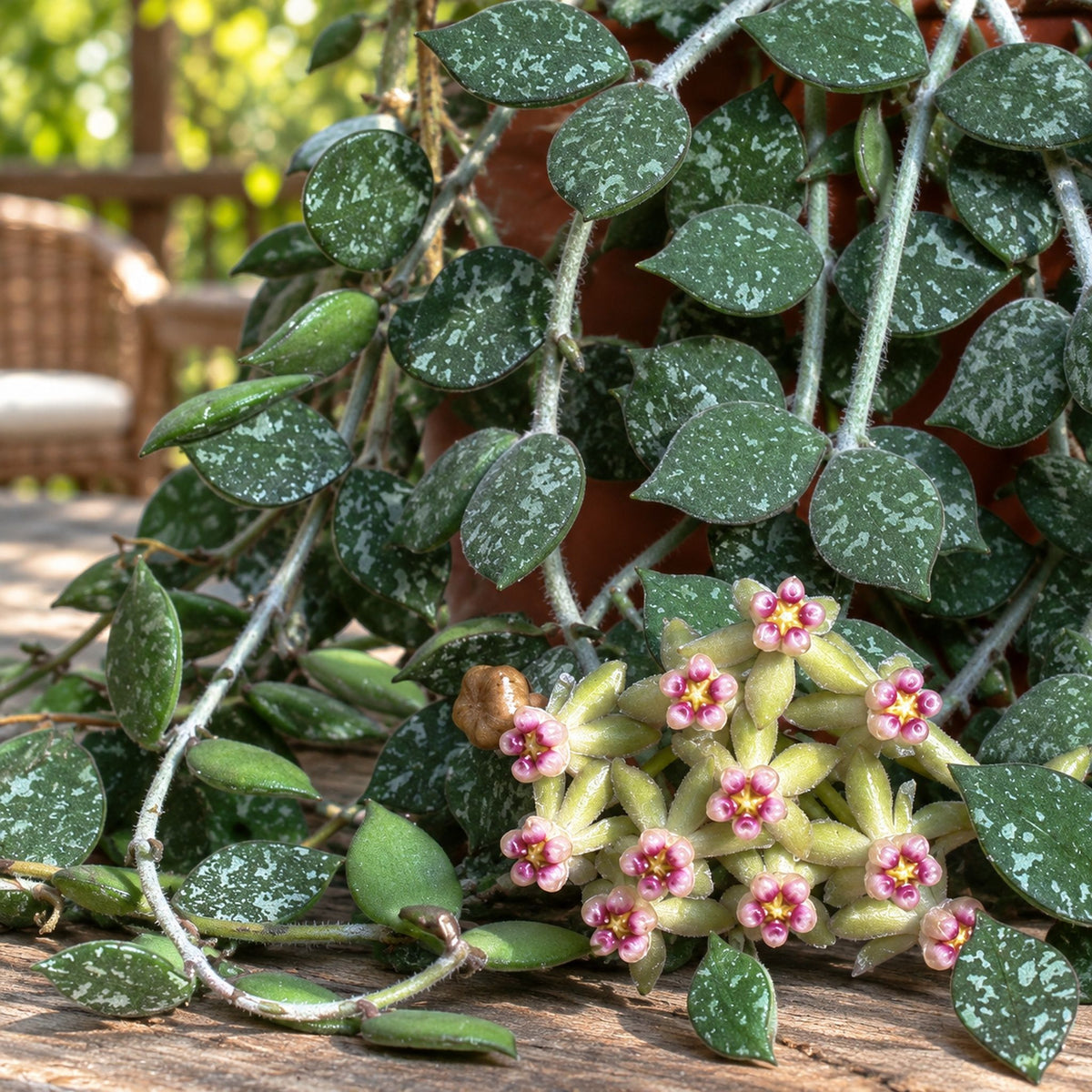 Hoya curtisii (Taiwan) - exemplare dezvoltate