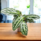 Calathea (Goeppertia Undulata x Fucata) - babyplant