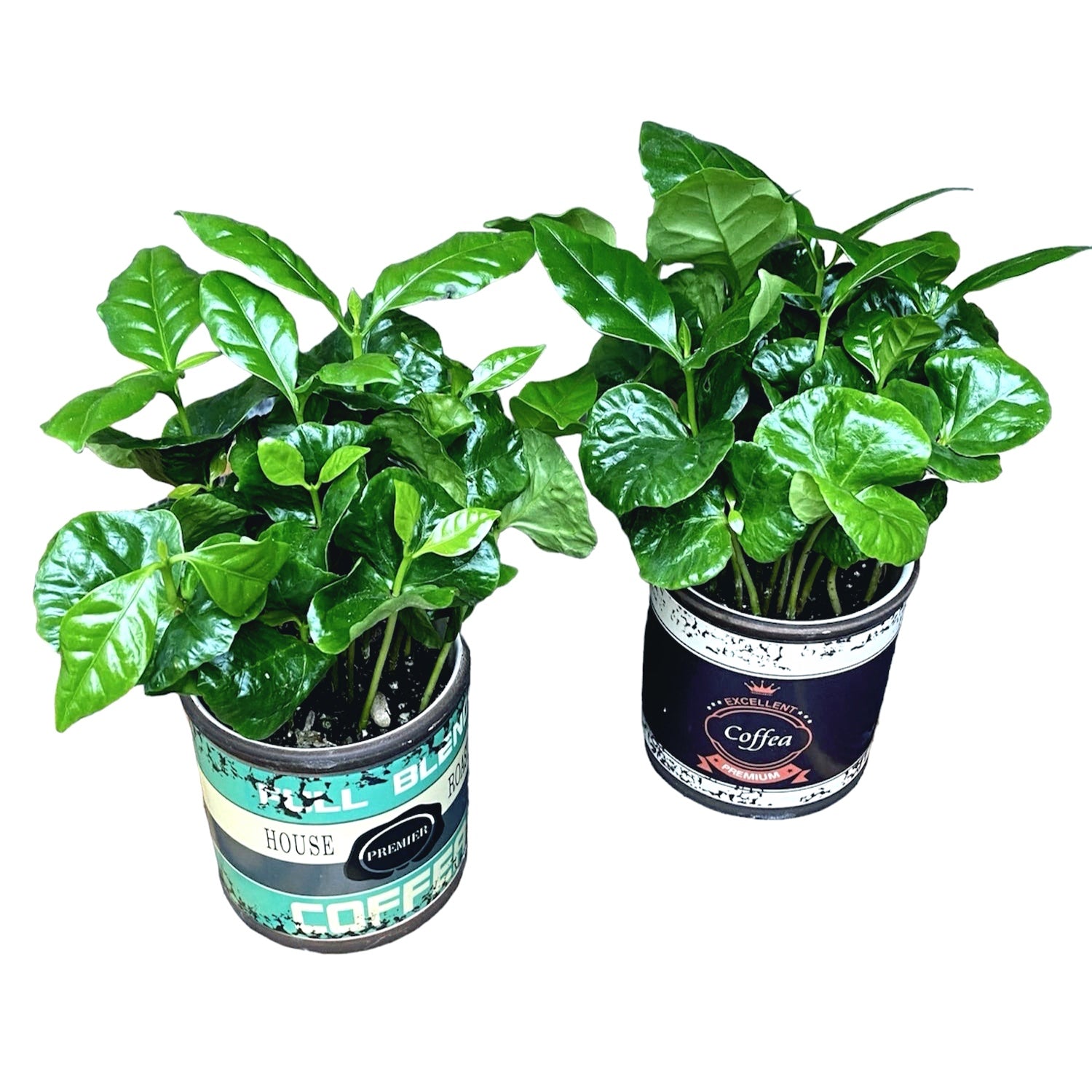 Arborele de cafea in vas ceramic retro - Coffea Arabica