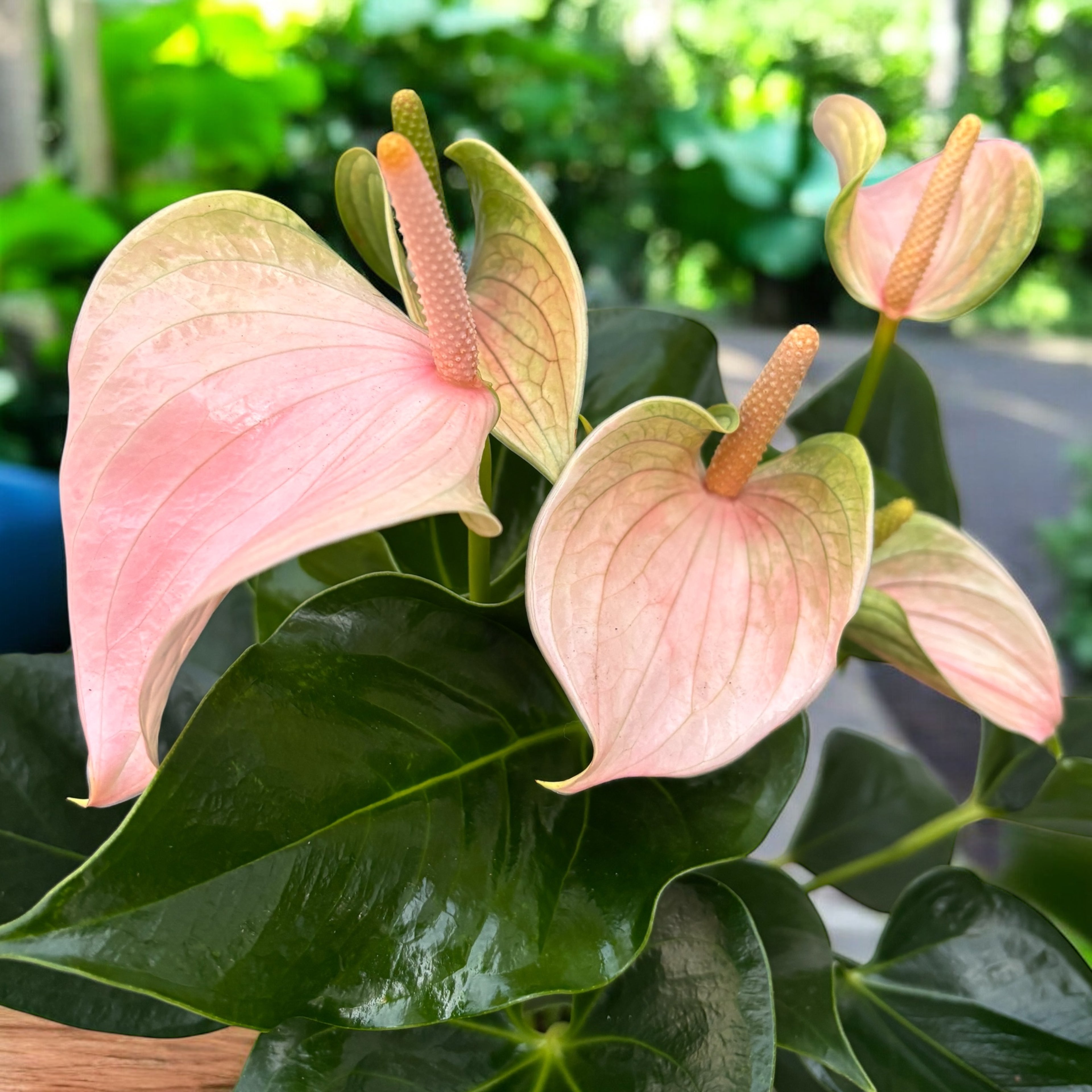 Anthurium ‘Joli Peach’ – eleganta delicata cu flori pastelate si aer tropical