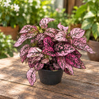 Hypoestes phyllostachya Pink (freckled plant)