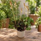 Ludisia discolor (jewel orchid)