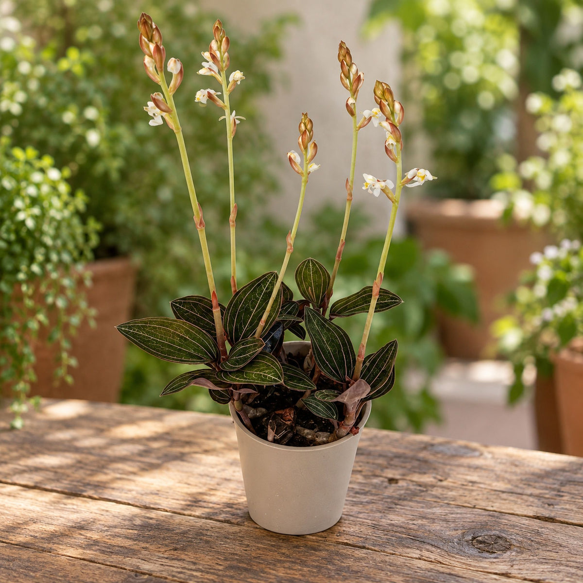Ludisia discolor (jewel orchid)