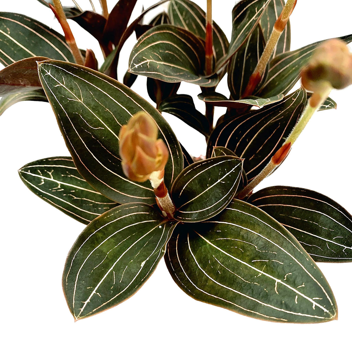 Ludisia discolor (jewel orchid)