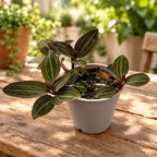 Ludisia discolor (jewel orchid)