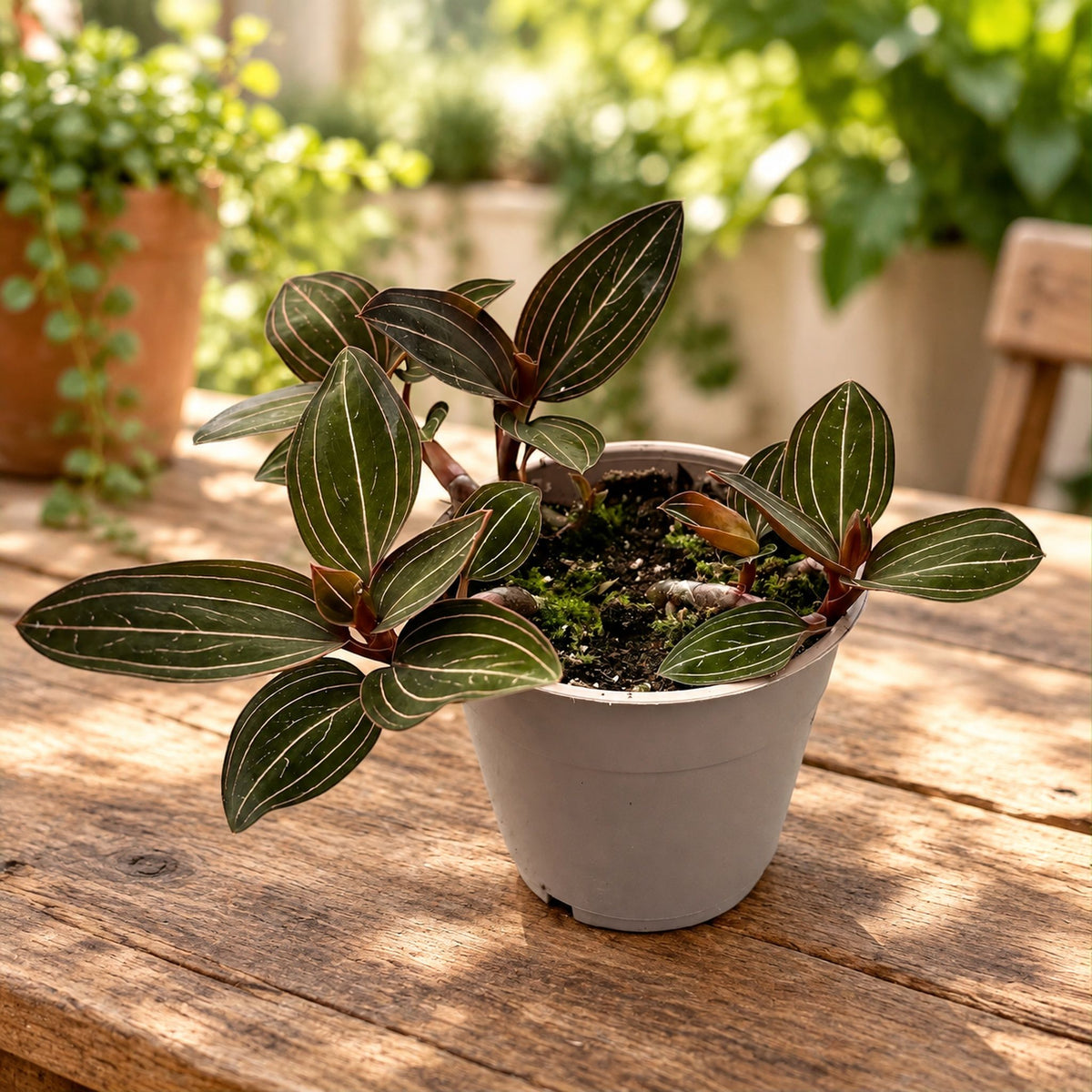Ludisia discolor (jewel orchid)