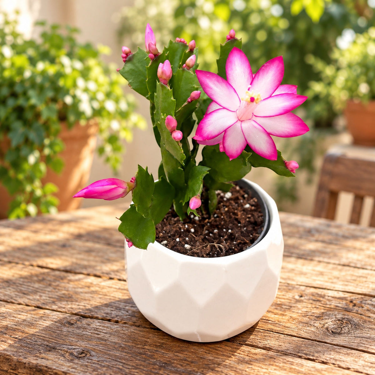 Schlumbergera Purple ‘Jolly Dancer’ (Weihnachtskaktus)