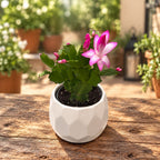 Schlumbergera Purple ‘Jolly Dancer’ (Χριστουγεννιάτικος κάκτος)