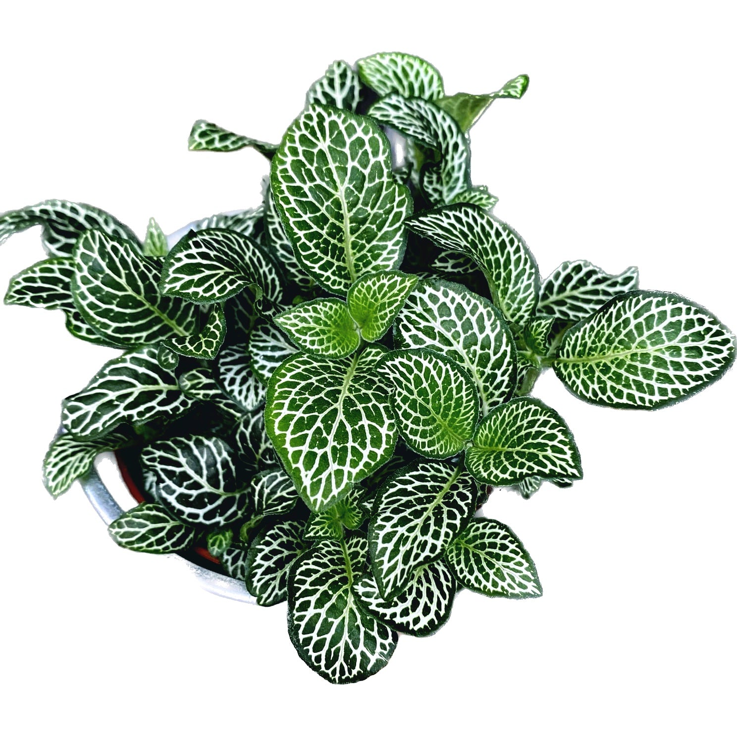 Fittonia Mosaic Festival, planta mozaic