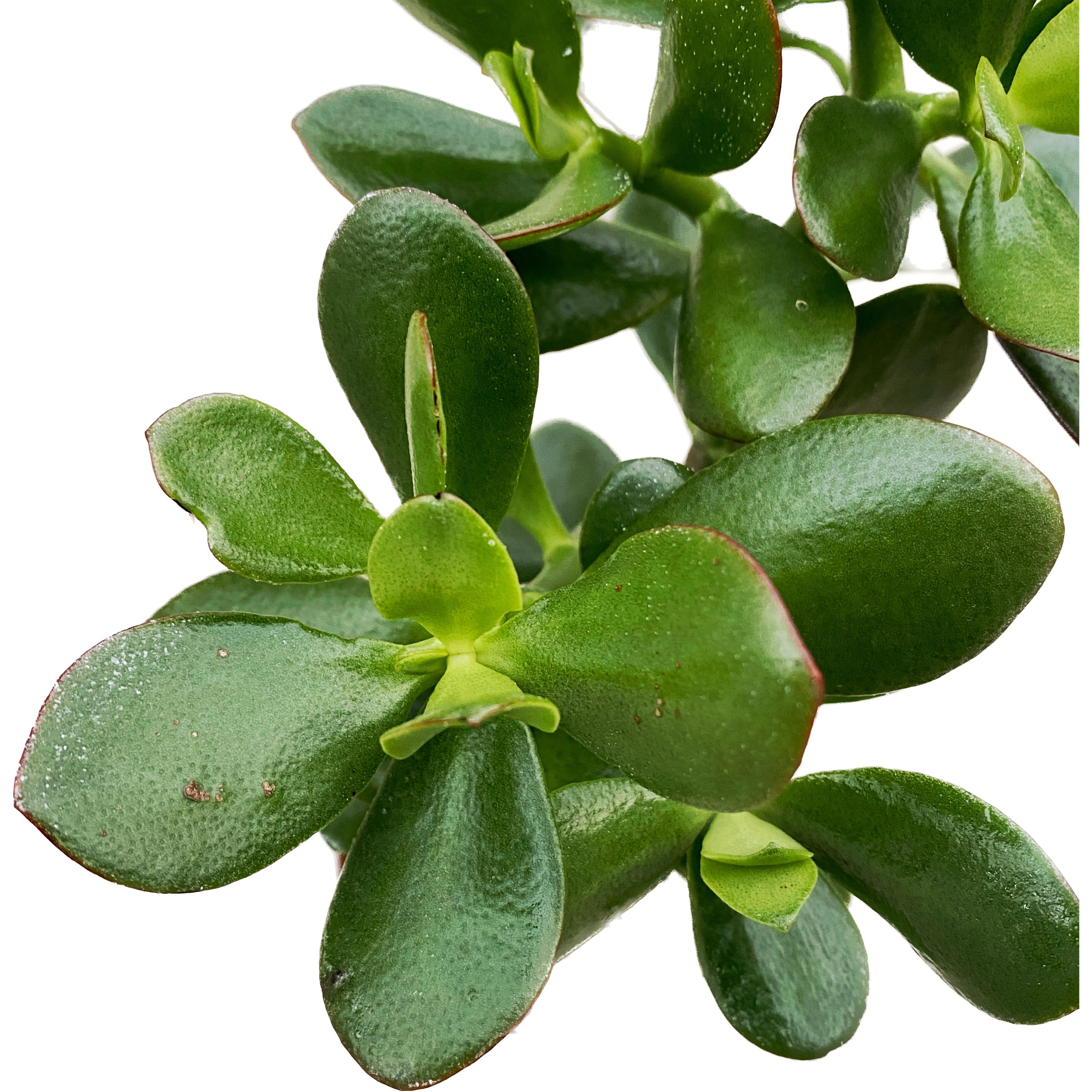 Crassula ovata 'Sunset' (copacul cu bani)