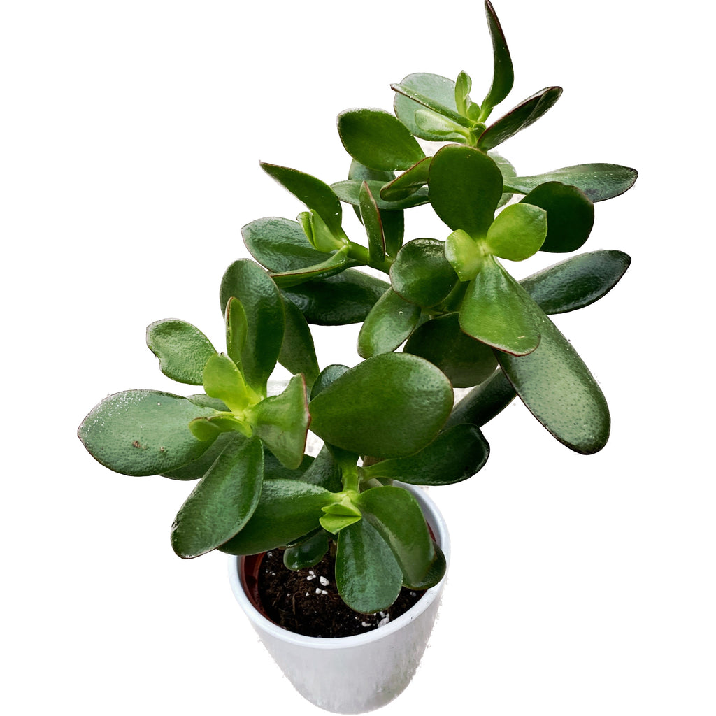 Crassula ovata 'Sunset' (drvo novca)