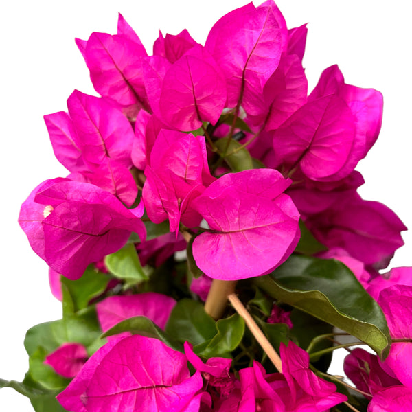 Bougainvillea ' Vera Dark Pink’- Floarea de hartie roz