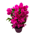 Bougainvillea 'Vera Dark Pink' – Rózsaszín papírvirág