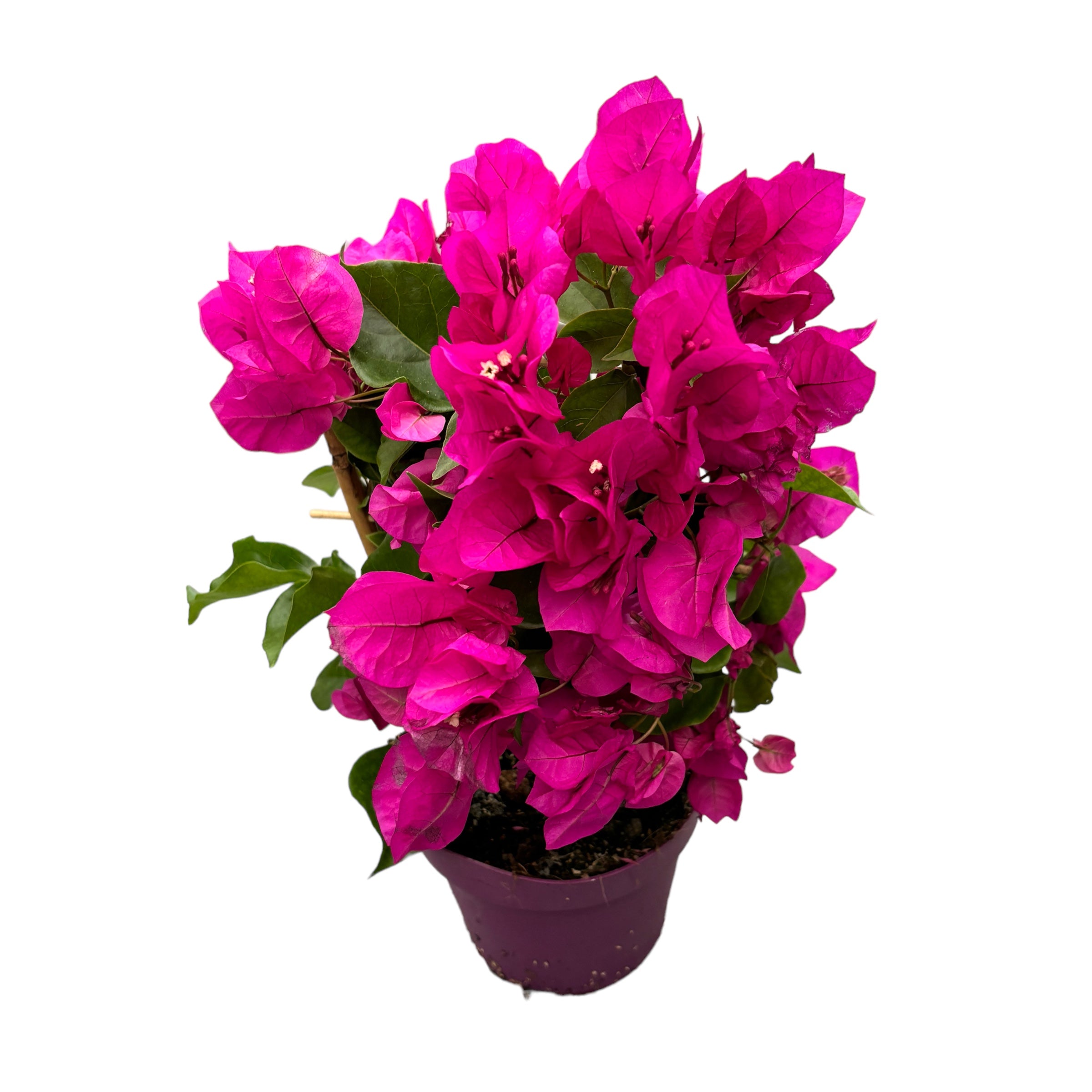 Bougainvillea ' Vera Dark Pink’- Floarea de hartie roz