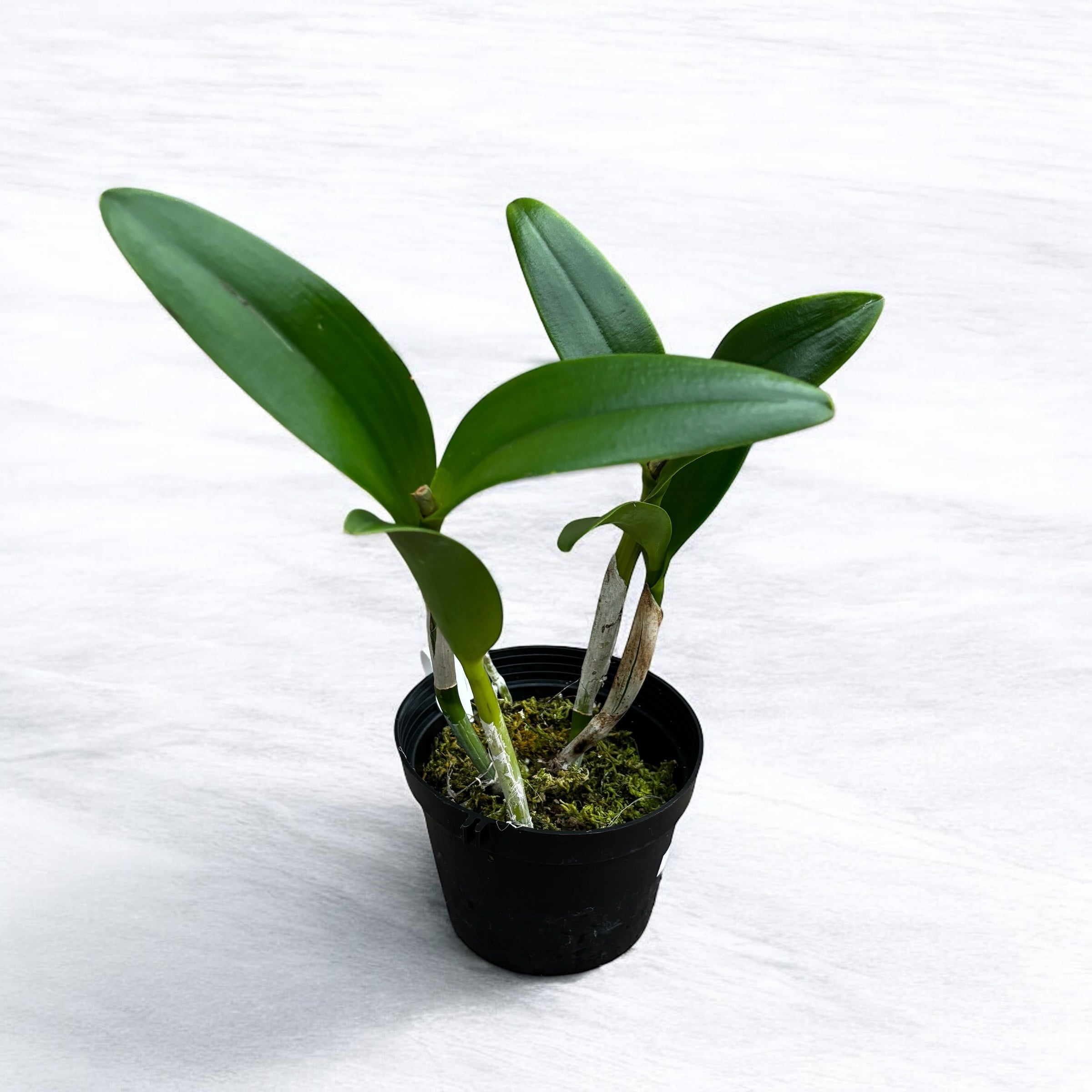 Rth. Qing Ming Beauty - flori mari parfumate