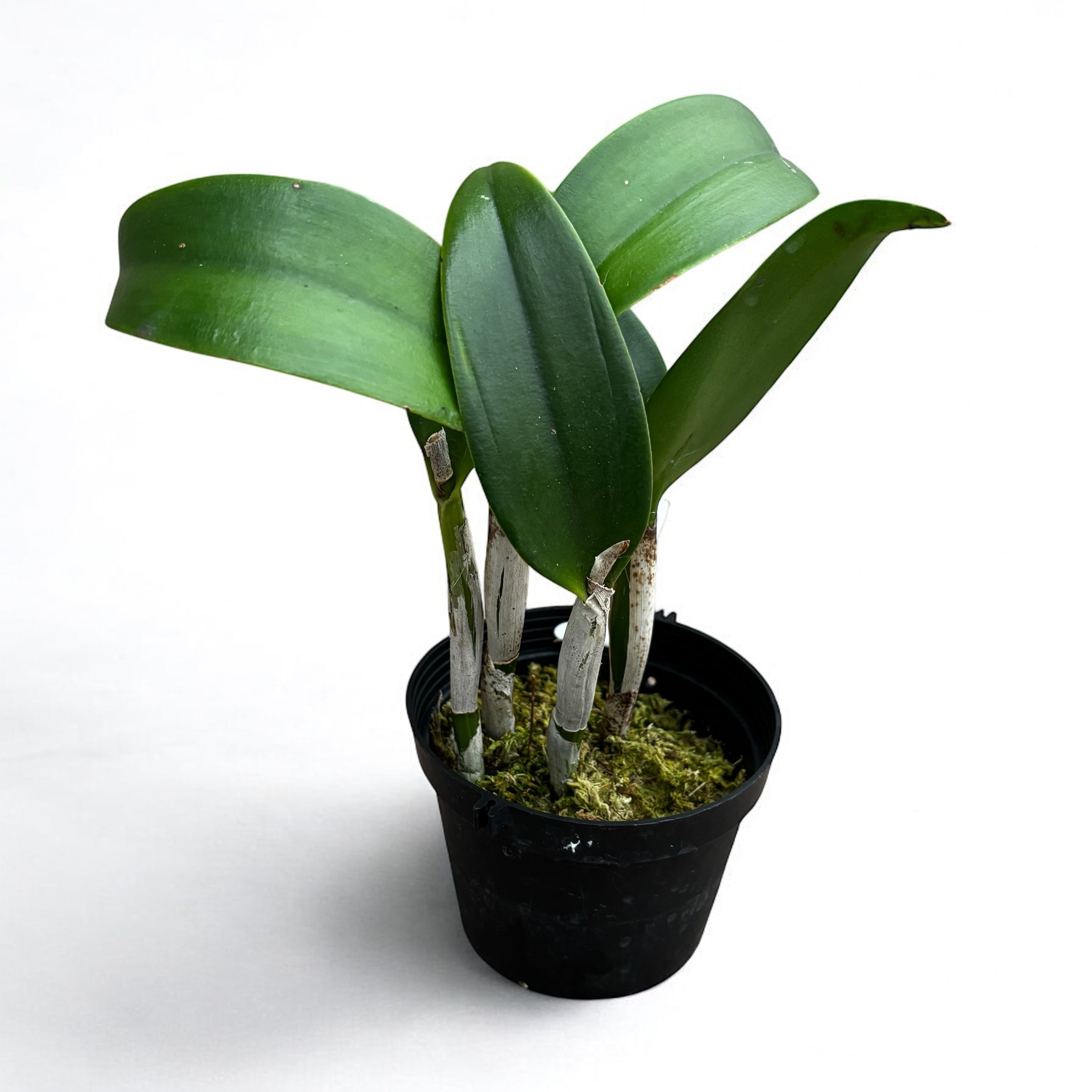 Rth. Qing Ming Beauty - flori mari parfumate