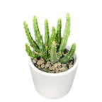 Stapelia divaricata (Serifenstern)