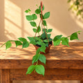 Hoya polyneura (Fishtail Hoya)