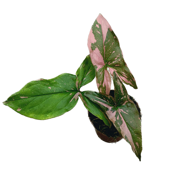 Syngonium podophyllum 'Red Spot' (Pink Splash) *babyplant