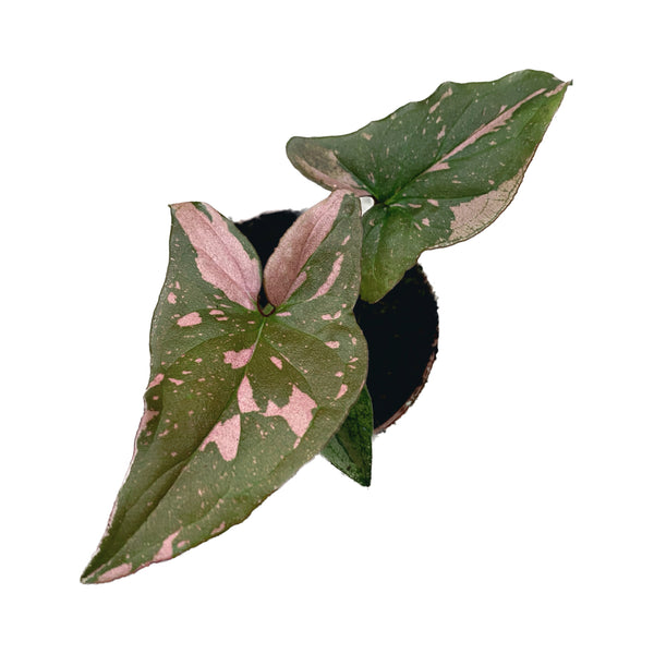 Syngonium podophyllum 'Red Spot' (Pink Splash) *babyplant