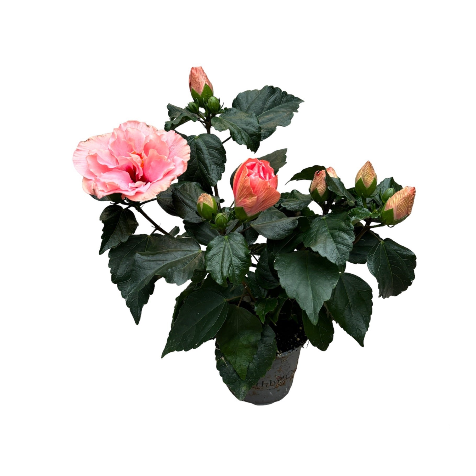 Hibiscus: Plante de Interior si Gradina - Trandafir Japonez
