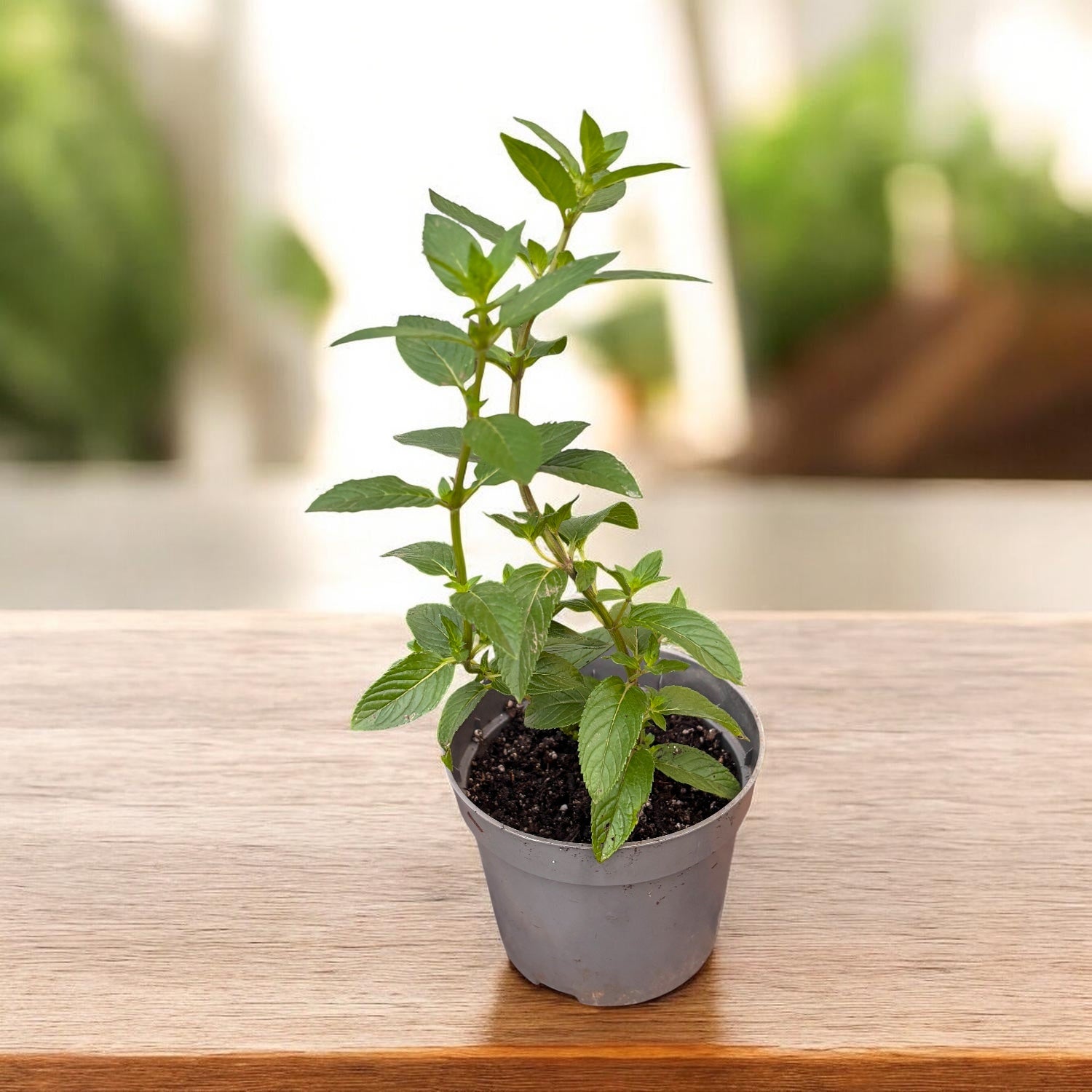 Menta al aroma di cioccolato - Mentha piperita 'Chocolate' (coltivazione biologica)