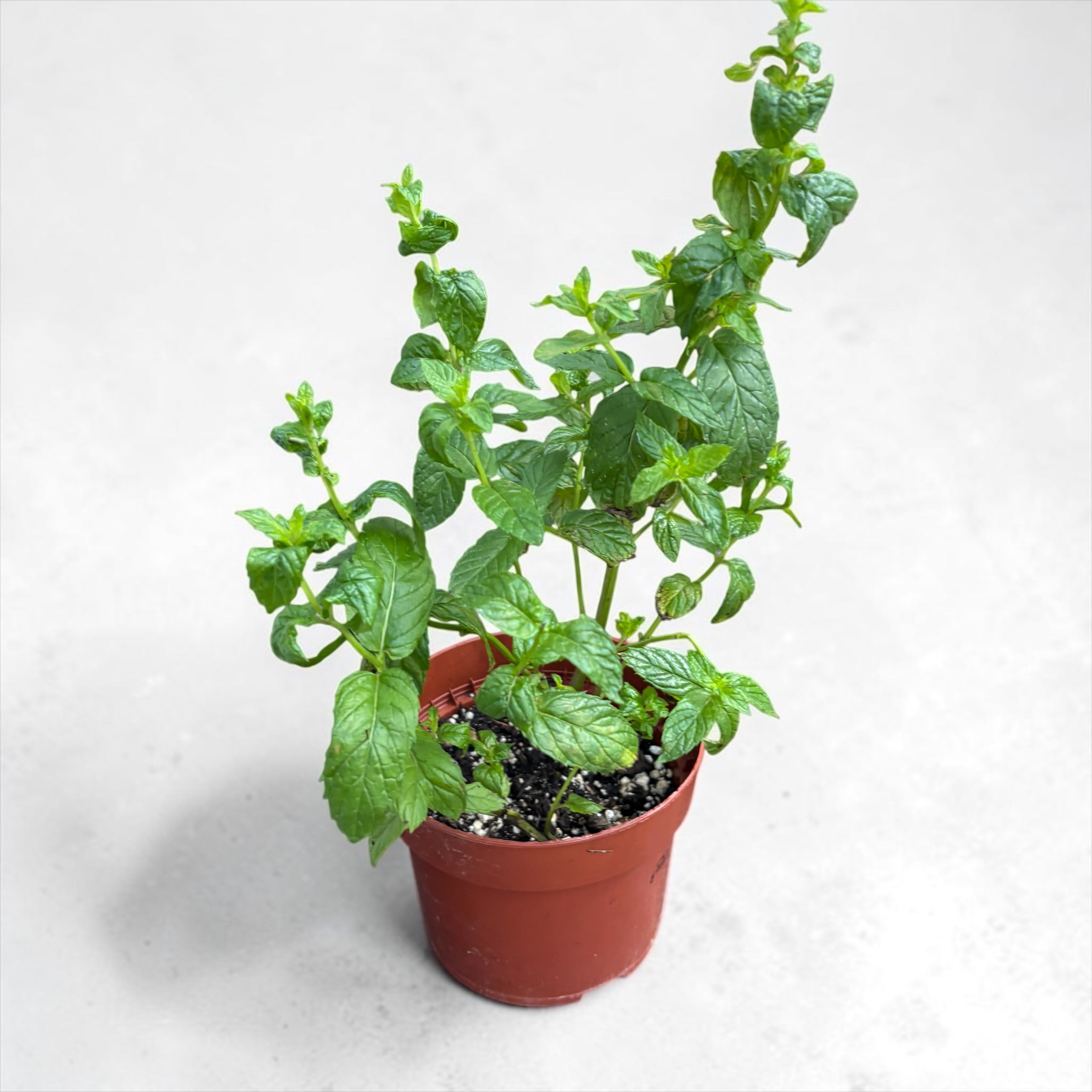 Borsmenta - Mentha spicata (Borsmenta, Svájci menta, Marocana) - a legillatosabb fajta