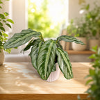 Calathea (Goeppertia Undulata x Fucata) - babyplant