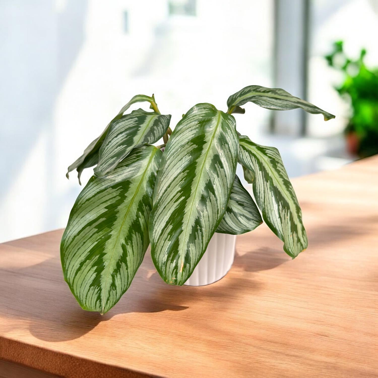 Calathea (Goeppertia Undulata x Fucata) - babyplant