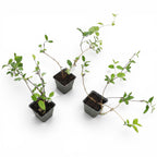 Lonicera japonica 'Purpurea' - Caprifoi cu frunze purpurii si flori intens parfumate