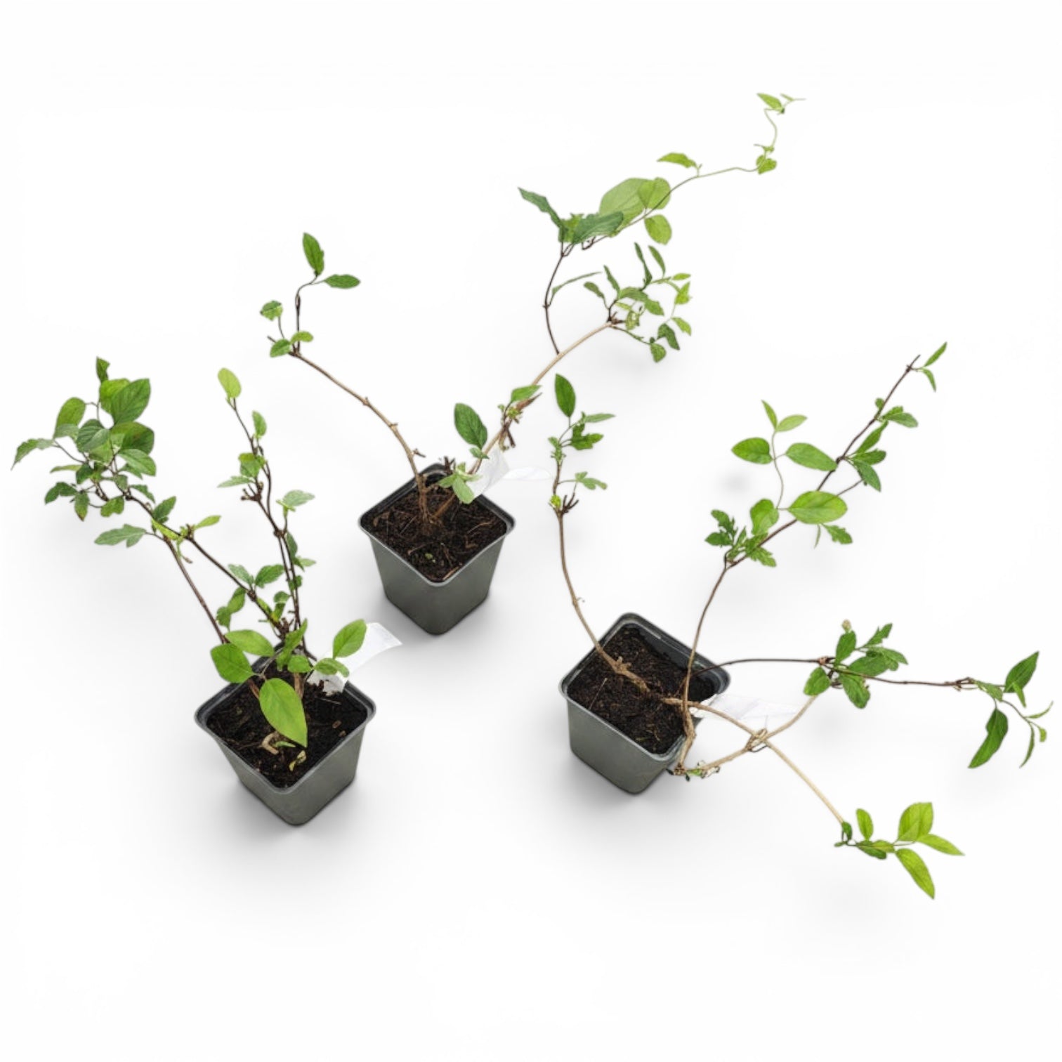 Lonicera japonica 'Purpurea' - Lila levelű és intenzíven illatos virágú lonc