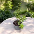 Menta al aroma di cioccolato - Mentha piperita 'Chocolate' (coltivazione biologica)