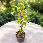 Hortensie cataratoare cu frunze bicolore si flori delicate - Hydrangea petiolaris 'Miranda'