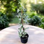 Hortensie cataratoare cu frunze variegate si flori delicate - Hydrangea petiolaris 'Silver Lining'