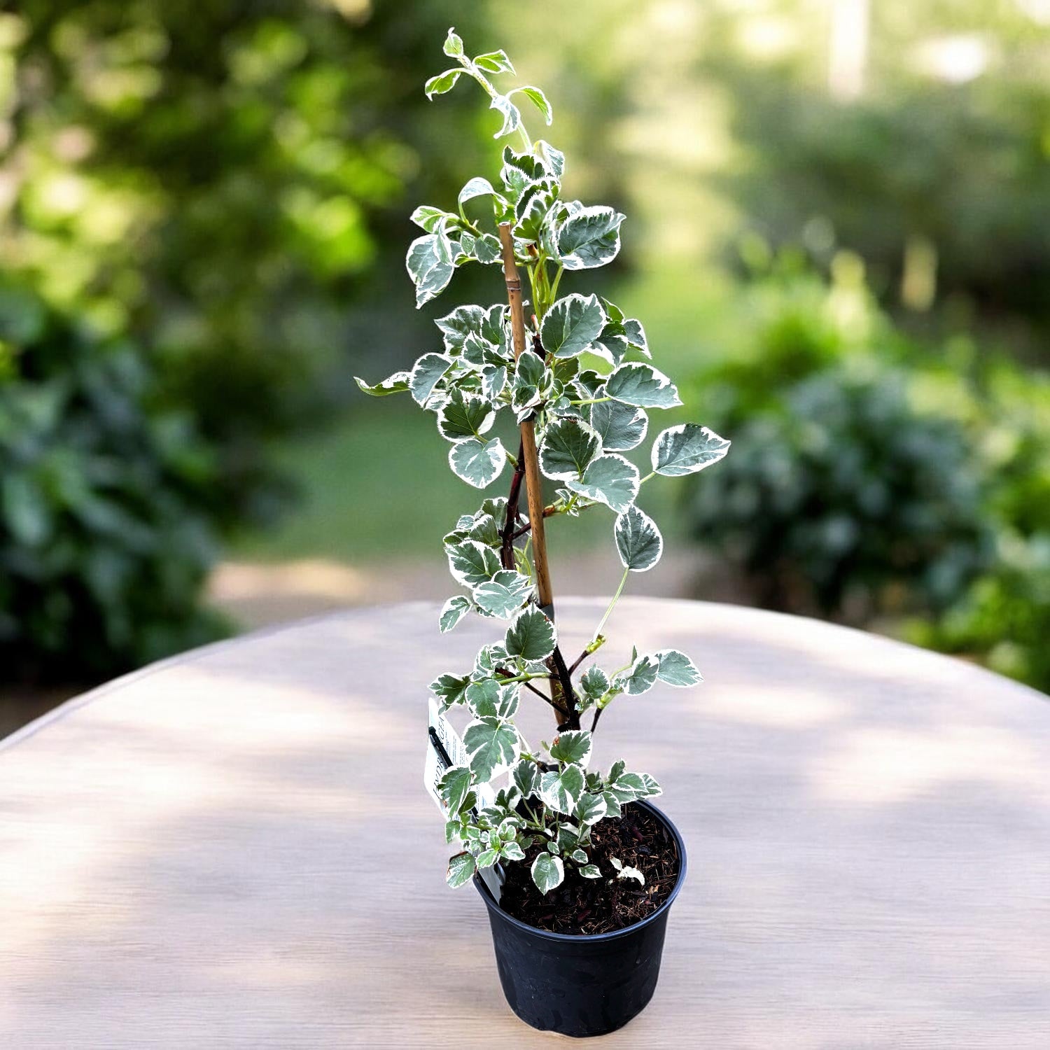 Hortensie cataratoare cu frunze variegate si flori delicate - Hydrangea petiolaris 'Silver Lining'
